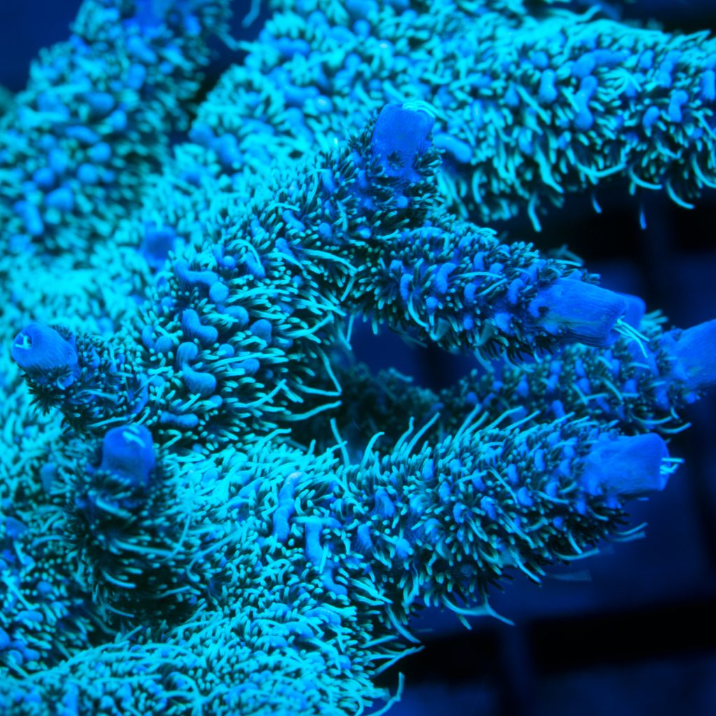 Palmers Blue Millepora - Sweet Reef Corals