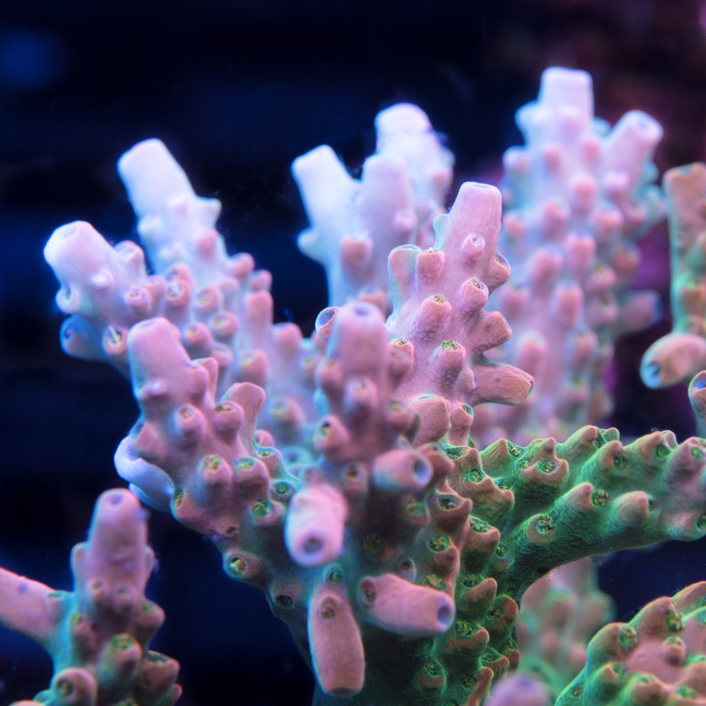 TGC Orange Creamsicle - Sweet Reef Corals