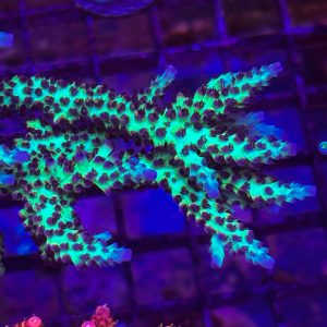 Upscales Microclados