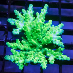 KeyLime 3