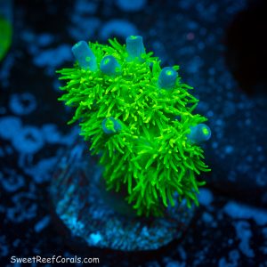 Marvin the Martian 2