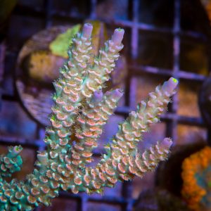 POTO Goofy Homewrecker 1