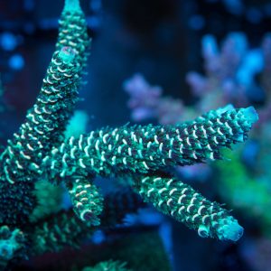 SR Emerald City Mille