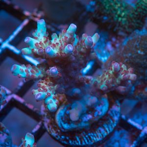 Vivid Rainbow Delight