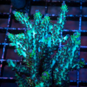 WWC Black Widow Baby